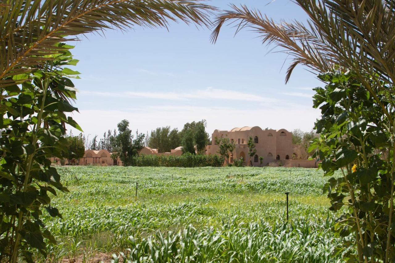 Vila Tzila Bahariya Bahariya Oasis Exteriér fotografie